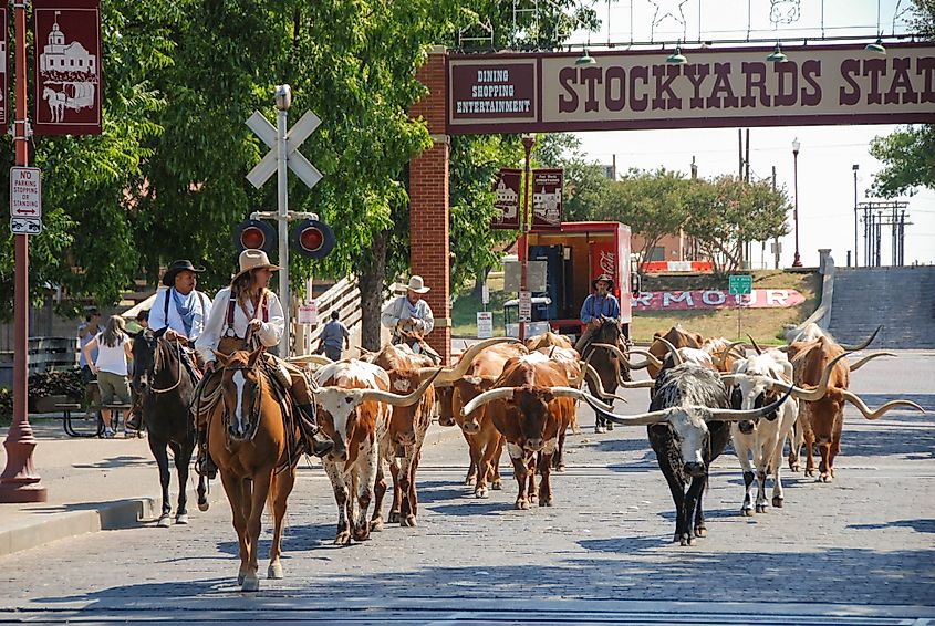 A herd of cattle parading through the Fort Worth Stockyards accompanied by cowboys on horseback