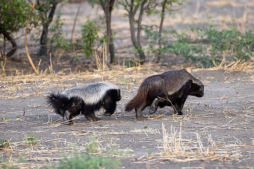After a hard day's work, two honey badgers walk off into the sunset. Via Shutterstock / Marcel Forrer