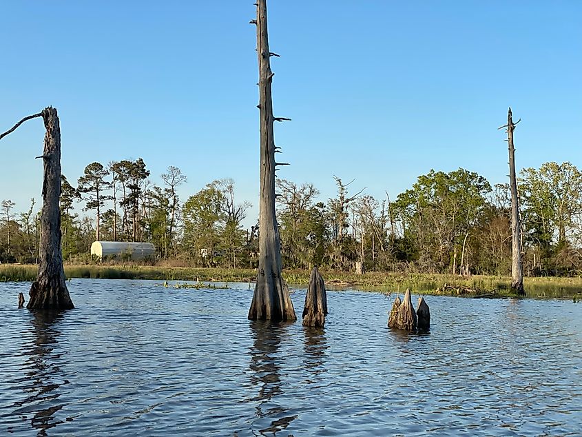 Along the Calcasieu River, Westlake Louisiana, taking a peaceful, beautiful boat ride on a southern vacation with calm waters, taking in the picturesque views of old cypress trees along the river bank.