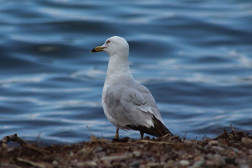 A gull at a beach in Polson, Montana, looking out at Flathead Lake