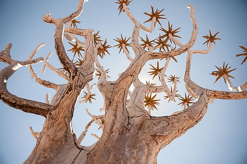 Generic Quiver Tree