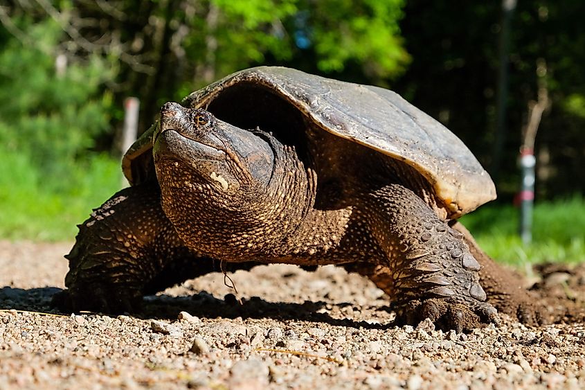 Snapping turtle out of water looking for a nesting place.