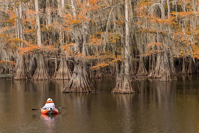 Caddo Lake in fall.