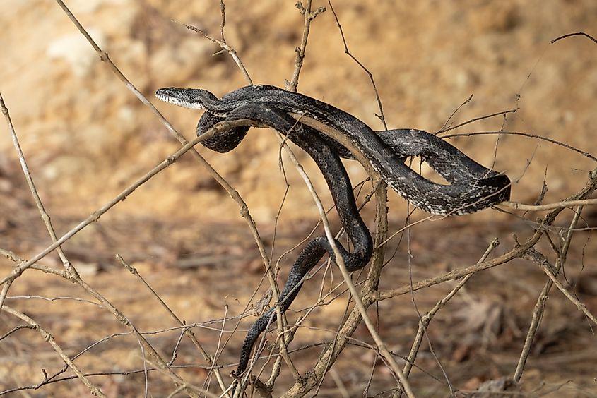 Eastern ratsnake (Pantherophis alleghaniensis), also known as a black ratsnake, in a tree branch