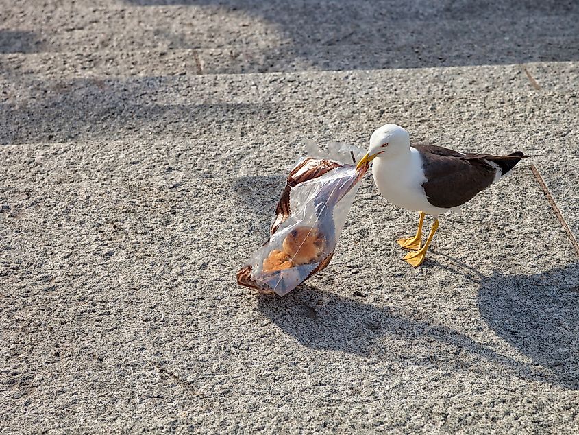 seabird consuming plastic 