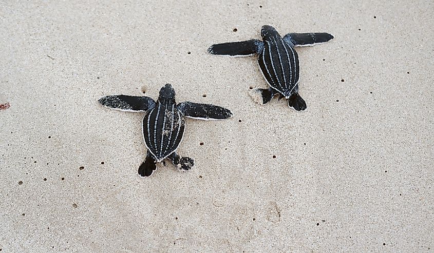 Leatherback turtles are released on the beach.