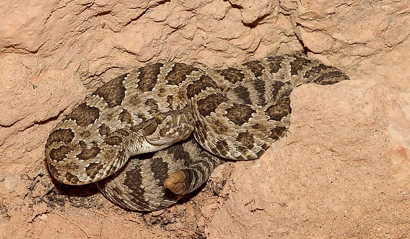 Great Basin Rattlesnake in defensive position