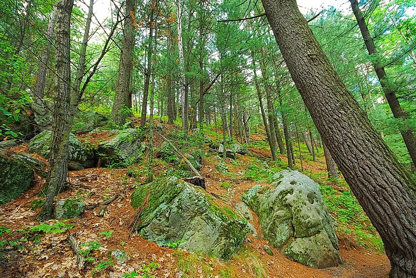 Black River State Forest
