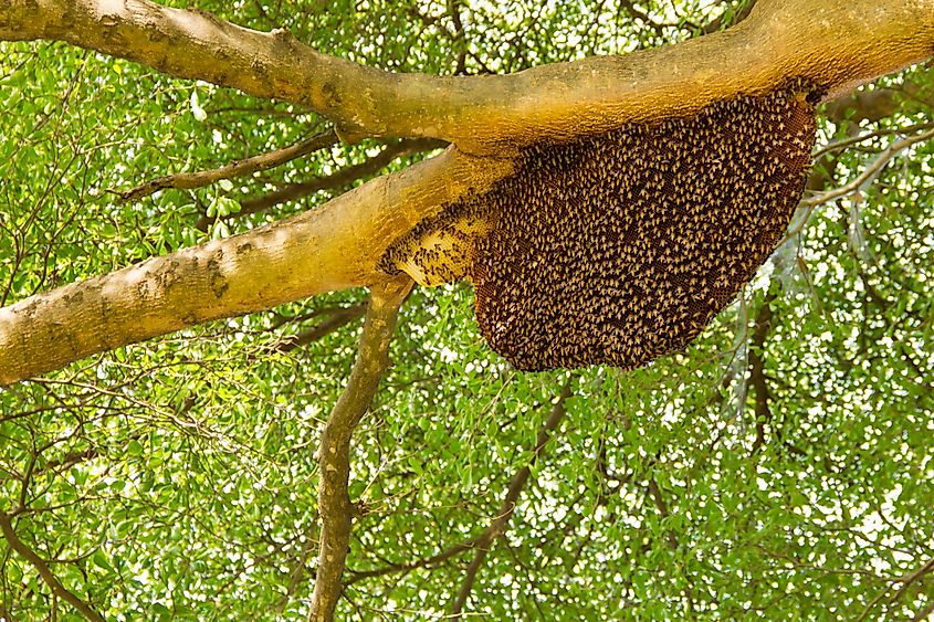 A honeycomb hanging from a tree.