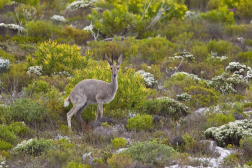 Unique Species Of Africa: The Grey rhebok WorldAtlas