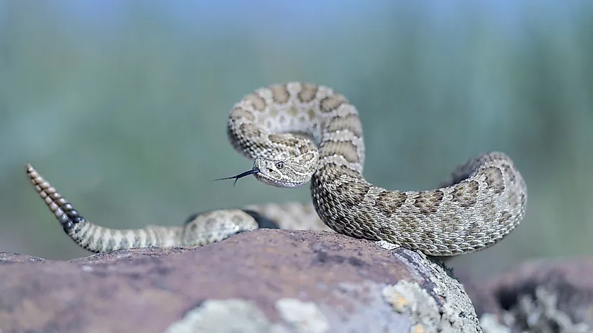 A prairie rattlesnake basking on a rock.