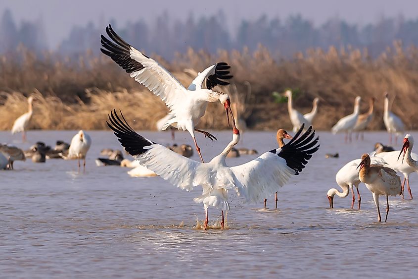 A flock of migratory egrets, Poyang Lake Wetland.