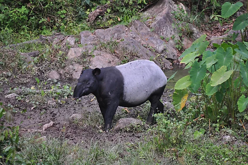 Malayan tapir in Taman Negara National Park