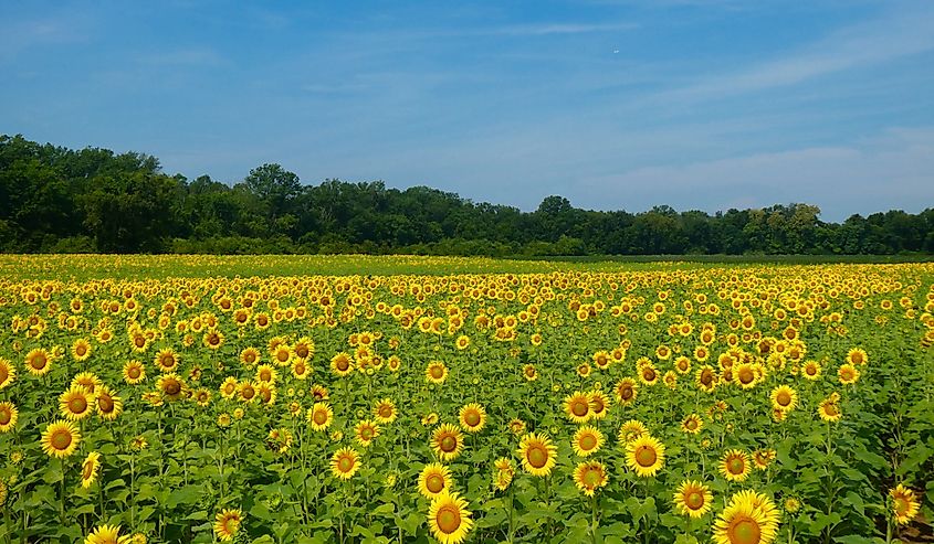 sunflower field