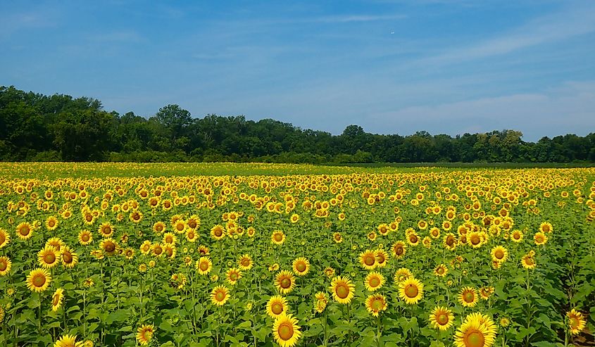 sunflower field