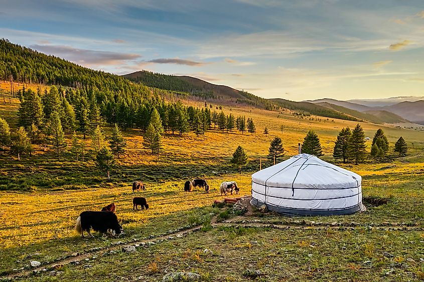 A traditional yurt on the Mongolian steppe.