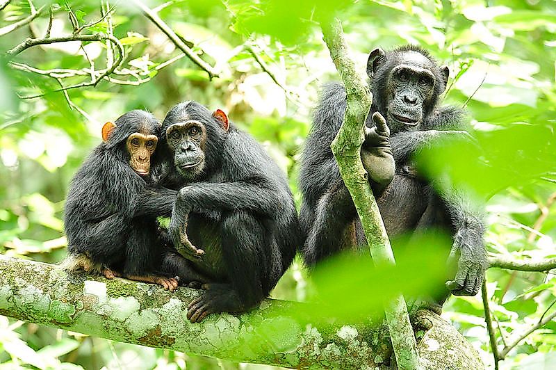 Chimpanzees in a forest, like those found in the parks along Lake Tanganyika.