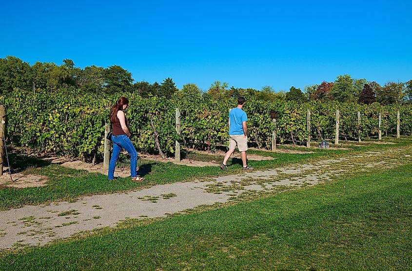 Inniskillin winery vineyard, Niagara-on-the-Lake, Ontario.