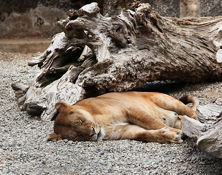 A female lion takes a nap on gravel at the West Coast Game Park in Bandon, Oregon