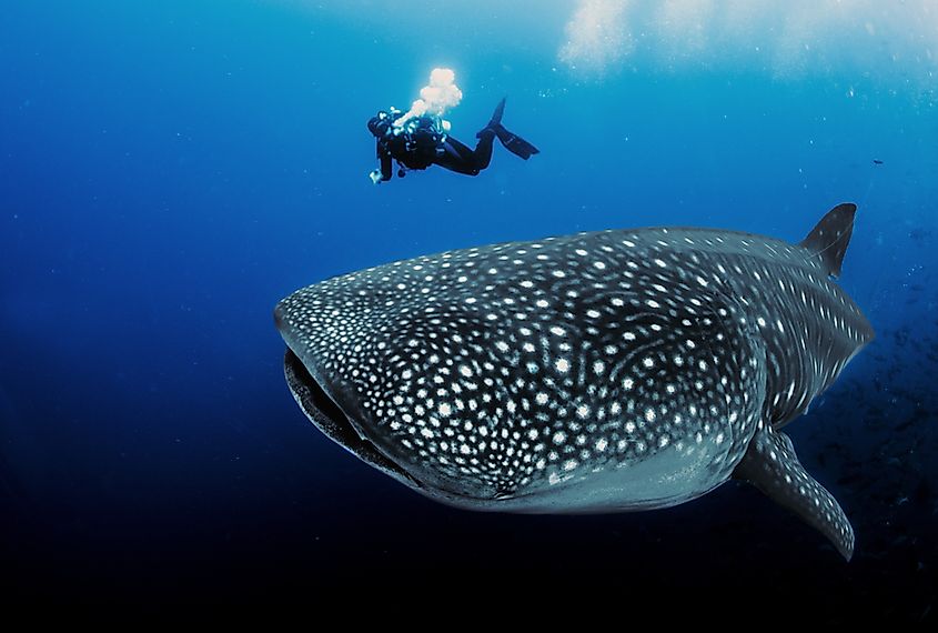 swimming with whale sharks