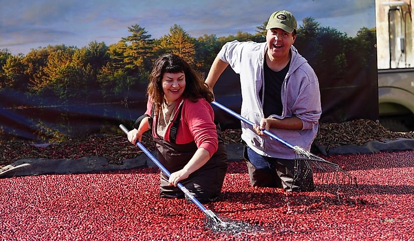 Couples at Warrens Cranberry festival enjoying their time getting photos taken while playing in a pool of cranberries.