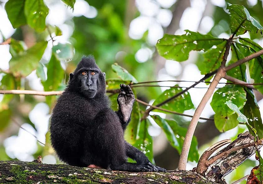 Celebes crested macaque