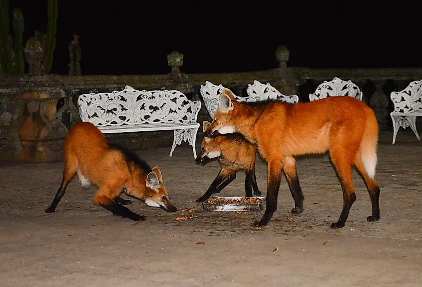 maned wolves eating