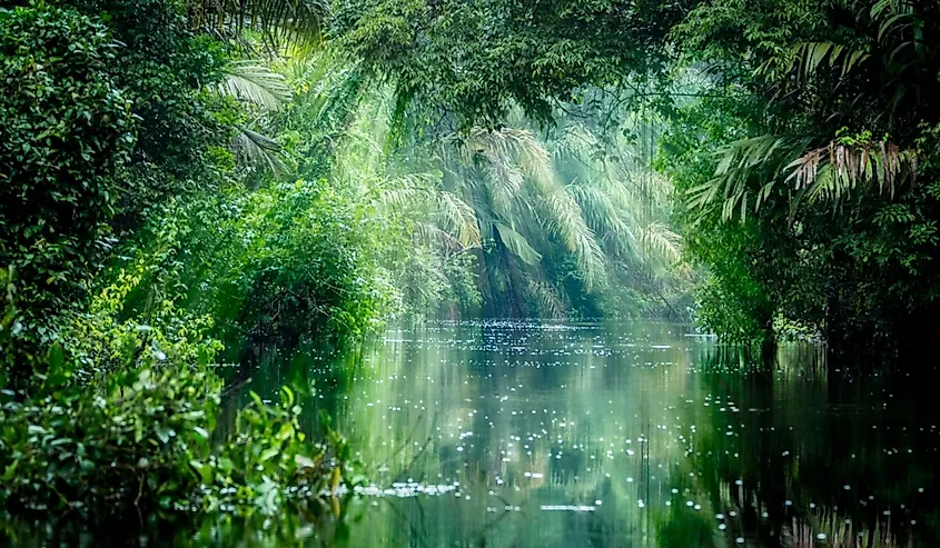 Tortuguero National Park, Rainforest, Costa Rica