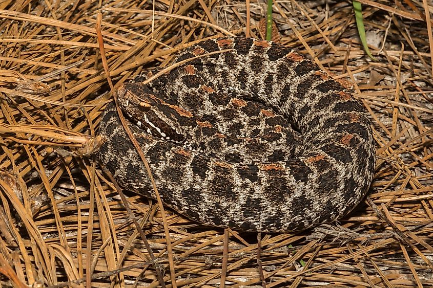 Pygmy Rattlesnake. 