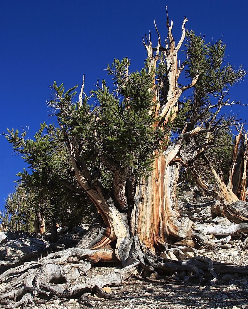 A large Great Basin Bristlecone Pine Pinus longaeva, showing both live and dead sections, and streaked grain colors on broad trunk - dcrjsr via wikipedia 