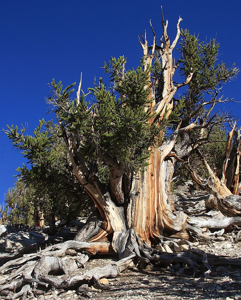 A large Great Basin Bristlecone Pine Pinus longaeva, showing both live and dead sections, and streaked grain colors on broad trunk - dcrjsr via wikipedia 