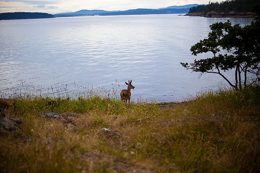 A wild deer at a park in the Salt Spring Island of British Columbia.