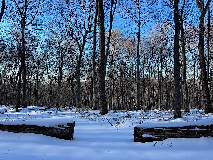Worthington State Forest