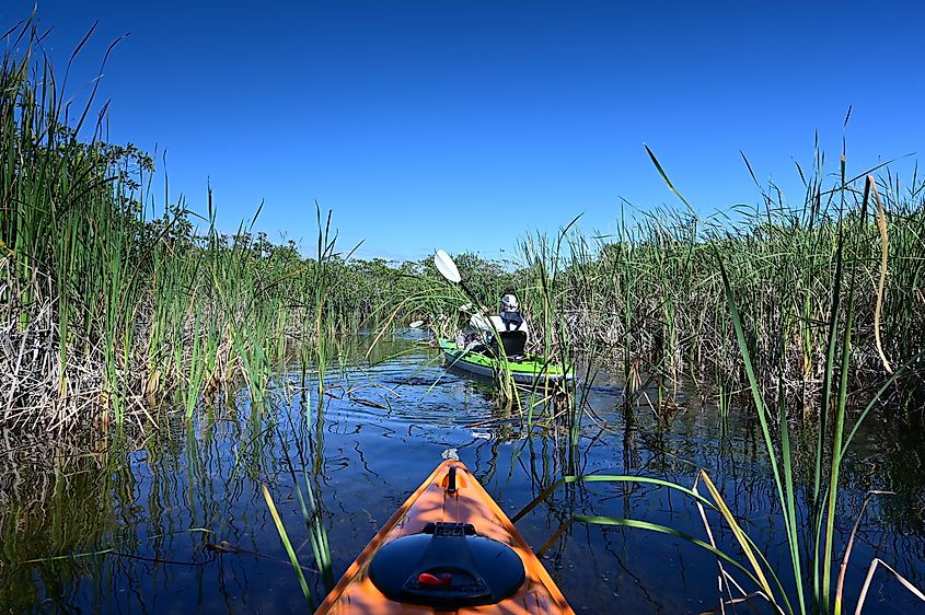 Active senior kayaking amidst tall reeds on Nine Mile Pond in Everglades National Park, Florida.