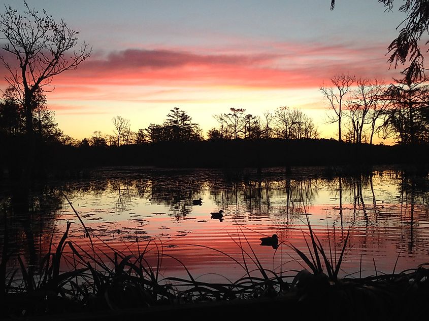 Duck hunting season in Stuttgart, Arkansas.
