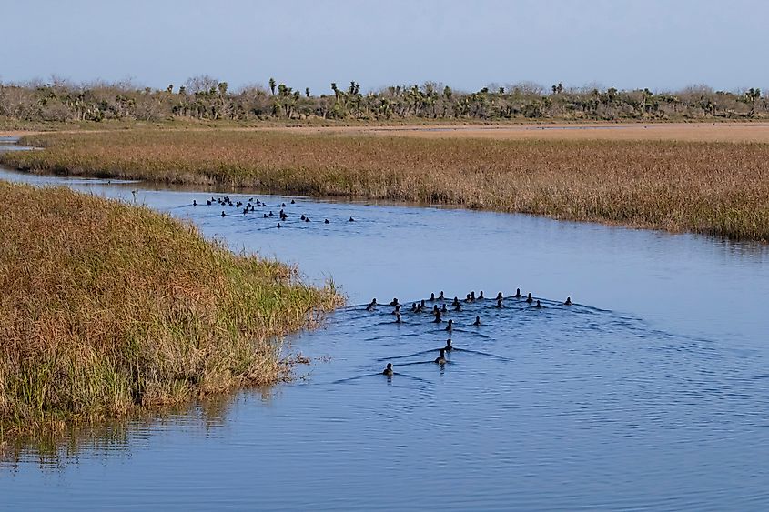 Laguna Atascosa National Wildlife Refuge in Cameron County, Texas.