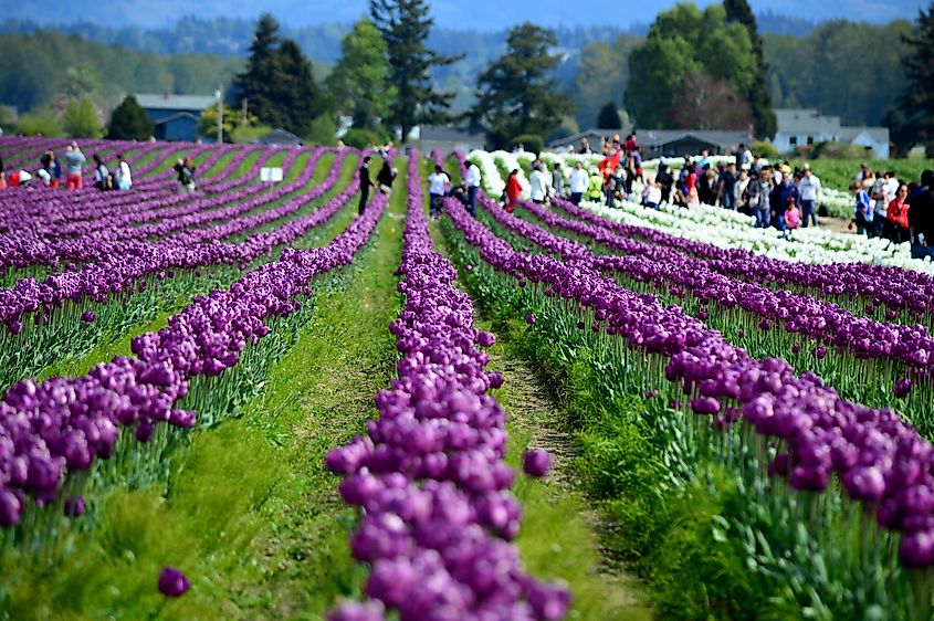 Visitors admiring the tulip fields during the Skagit Valley Tulip Festival.
