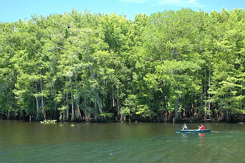 Canoeists in Suwannee River