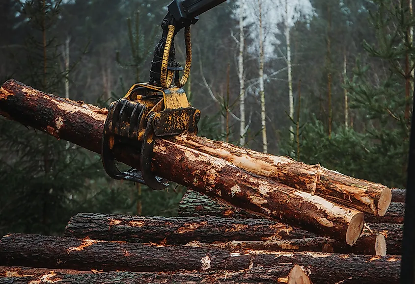 Close-up of a heavy logging machine using a hydraulic grapple to lift freshly cut pine logs in a foggy forest. The image captures modern forestry equipment and industrial timber harvesting operations. Via Shutterstock / Eddgars.