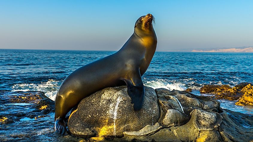 San Diego, California - USA. Close up of a Californian sea lion (Zalophus californianus) posing on a rock in the reefs of La Jolla beach.