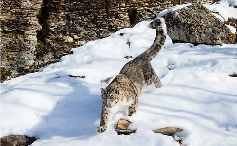 Snow leopard running down a steep snow covered rock face
