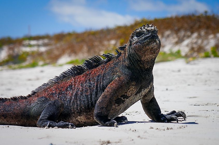 A marine iguana on the beach.
