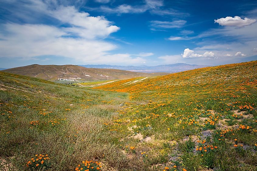 Hills and valleys of the desert in the Antelope Valley during the spring wildflower bloom