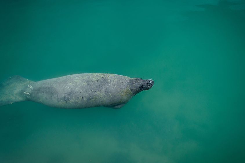 Manatee swimming underwater near Boca Chita Key in Biscayne National Park