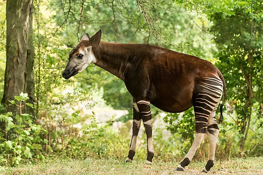 What Animals Live In The Tropical Rainforest? - WorldAtlas What Animals Live In The Tropical Rainforest? - WorldAtlas