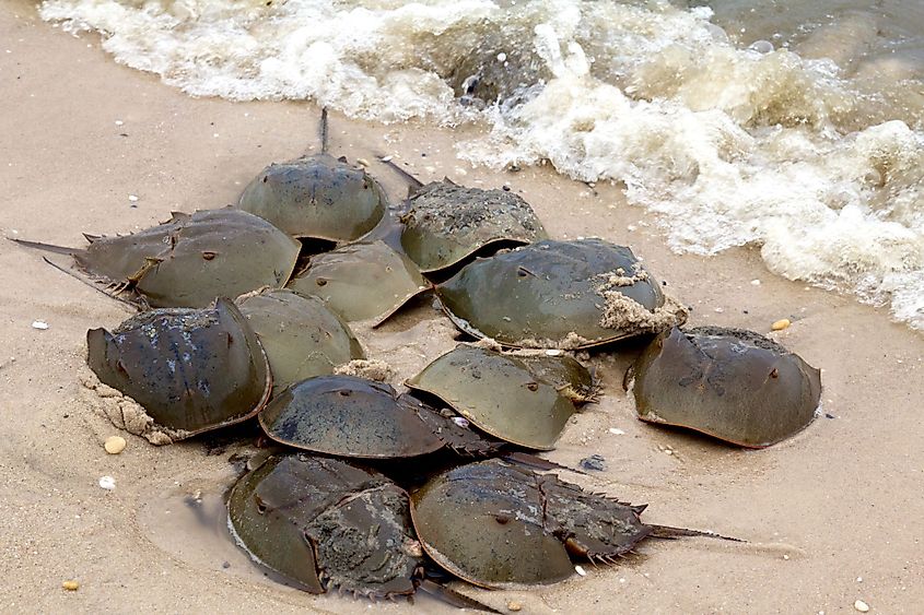 Horseshoe crabs in Delaware Bay