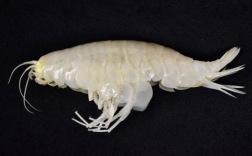 The supergiant amphipod (Alicella gigantea) is found in the Hadal zone (collected from Japan Trench, 2022)