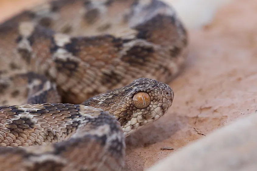 saw-scaled viper