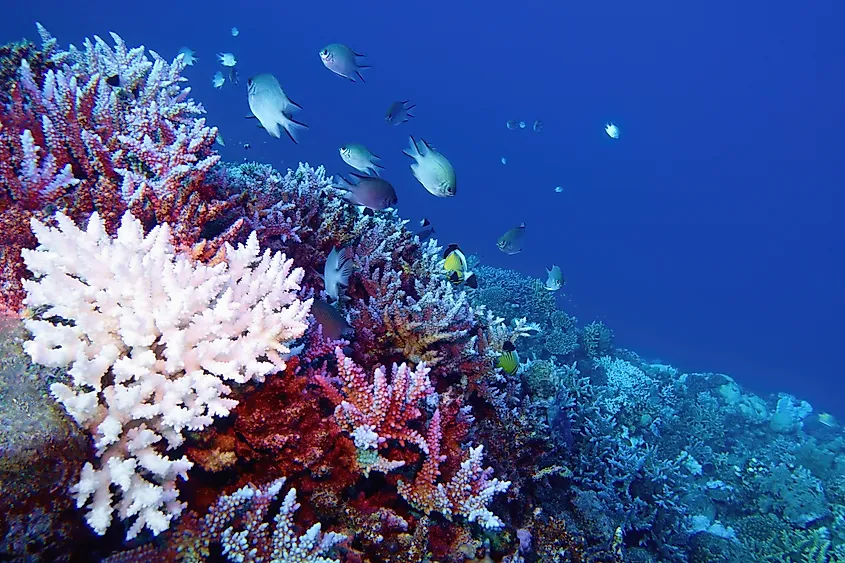 Bleached white Acropora hard corals on a shallow reef