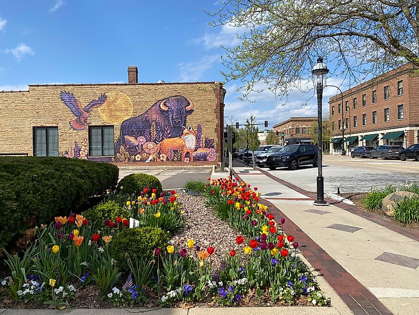 A mural featuring bison and other iconic animals stands before a bed of tulips on a small town main street.